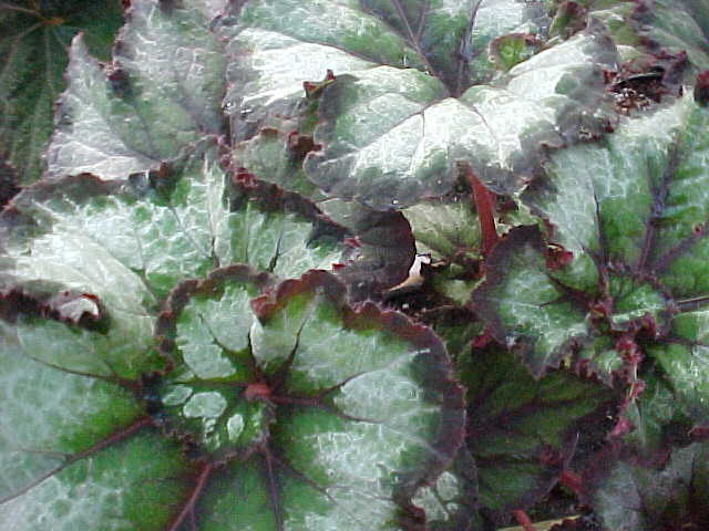 B. ‘Maxine Wilson’